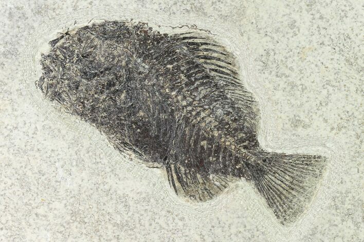 Bargain, Fossil Fish (Cockerellites) - Wyoming #144169